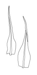 Entosthodon jamesonii subsp. productus, comal leaves. Entosthodon jamesonii subsp. productus drawn from G.O.K. Sainsbury s.n., Nov. 1931, CHR 499803.
 Image: R.C. Wagstaff © Landcare Research 2019 CC BY 3.0 NZ